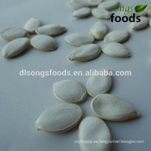 diferentes tipos de semillas / Semillas de hortalizas / Semillas de calabaza